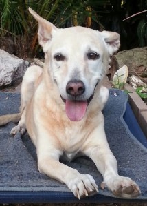 Janie - a faithful old friend